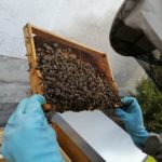 Grainauer Alpenhonig - bei der Durchsicht der Bienenvölker