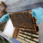 Grainauer Alpenhonig - bei der Durchsicht der Bienenvölker